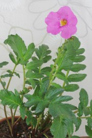 Incarvillea delavayi