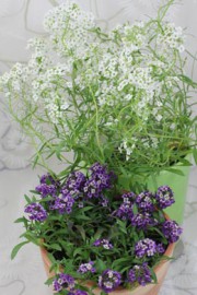 Lobularia maritima