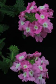 Verbena-Hybride