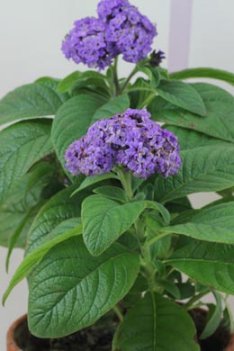 Stacheldrahtpflanze (Calocephalus / Leucophyta brownii