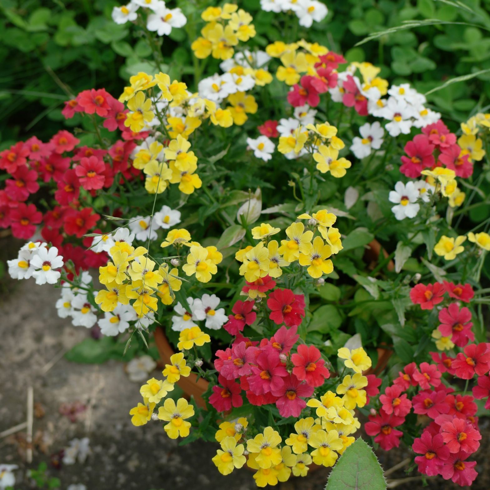 Elfenspiegel (Nemesia strumosa)