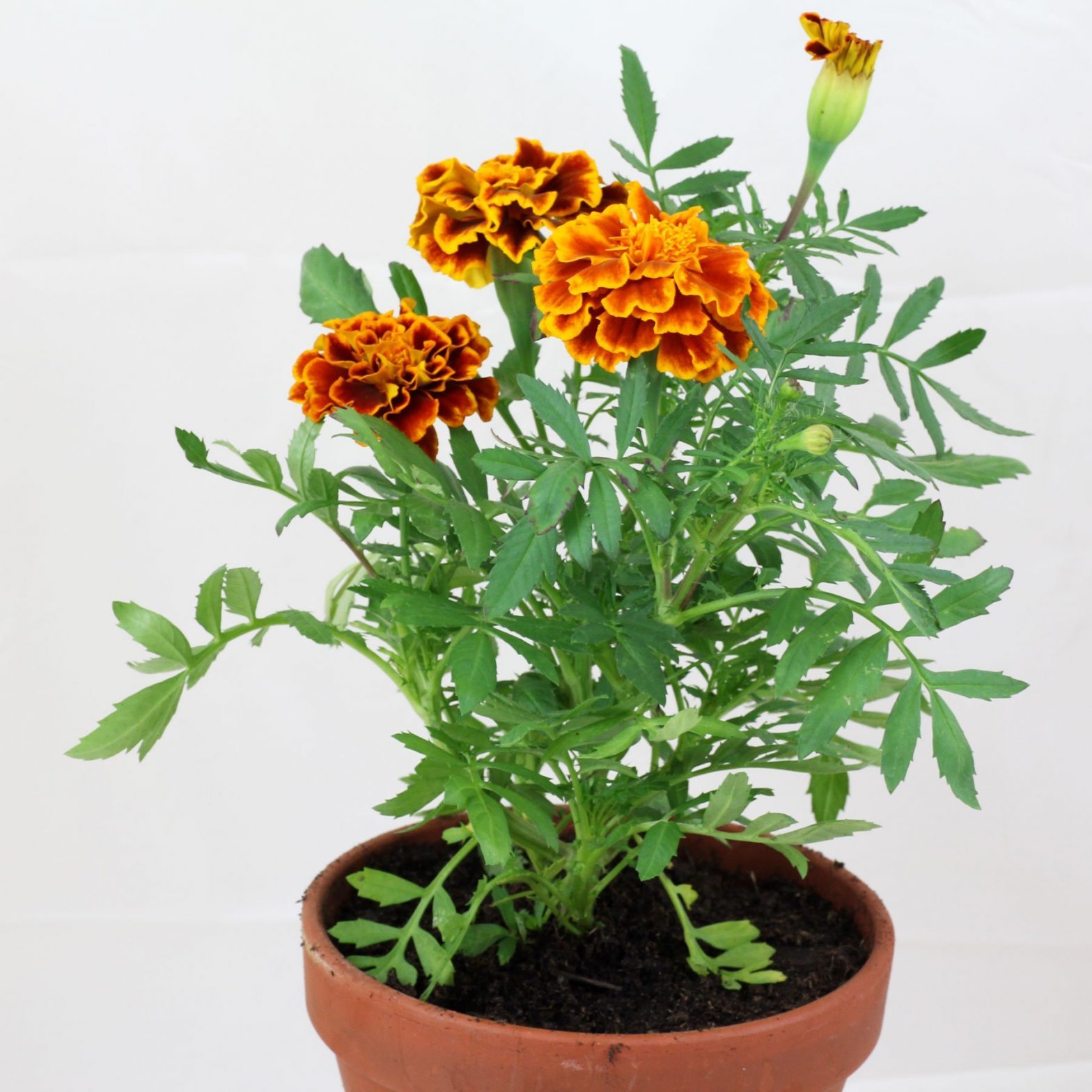 Studentenblume Tagetes Patula