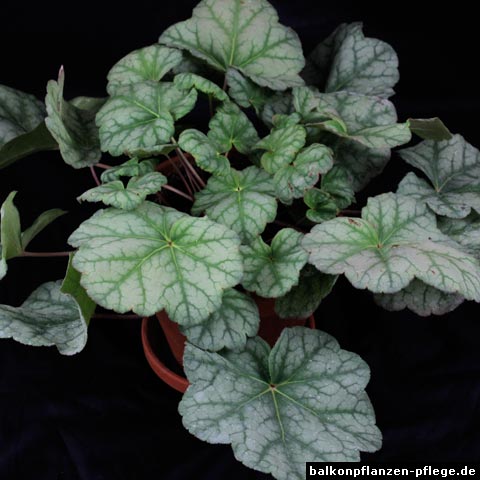 heuchera hybride cinnabar silver heuchera hybride cinnabar silver