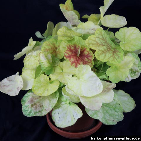 heuchera hybride tiramisu heuchera hybride tiramisu