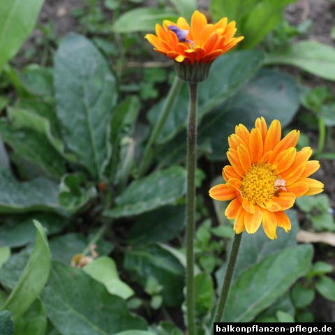 winterharte gerbera winterharte gerbera