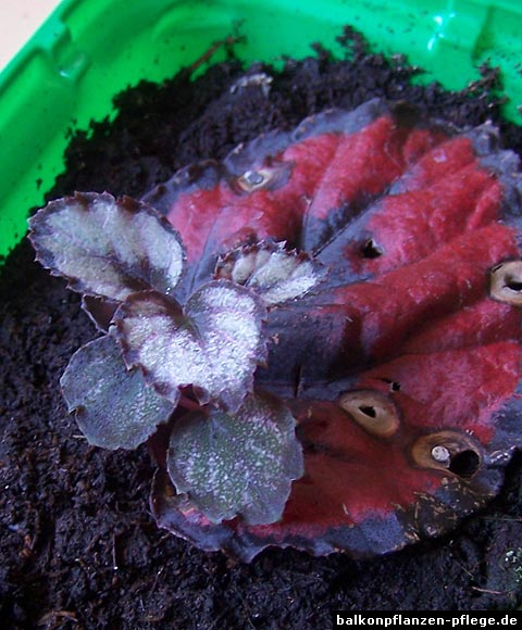 Blattsteckling Begonia