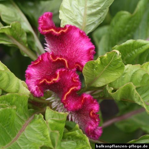 Hahnenkamm, Celosie, SilberBrandschopf (Celosia argentea