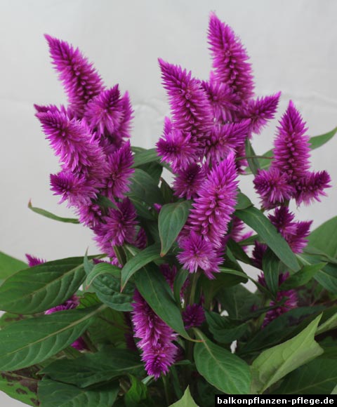 Hahnenkamm Celosie Silber Brandschopf (Celosia argentea