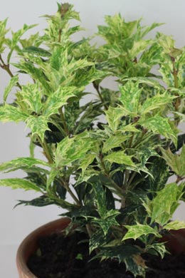Osmanthus heterophyllus (Duftblüte)