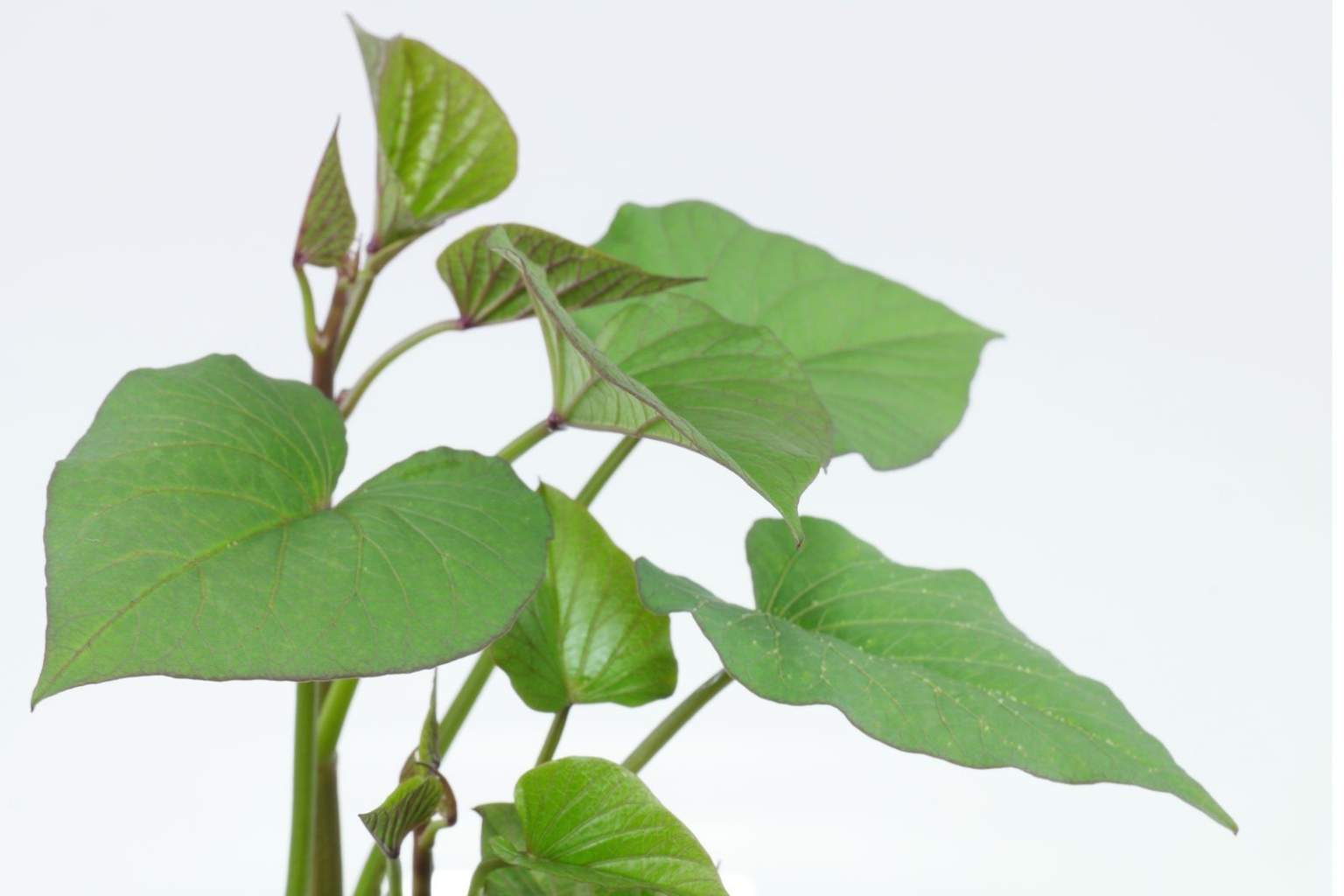 Süßkartoffel (Ipomoea batatas)
