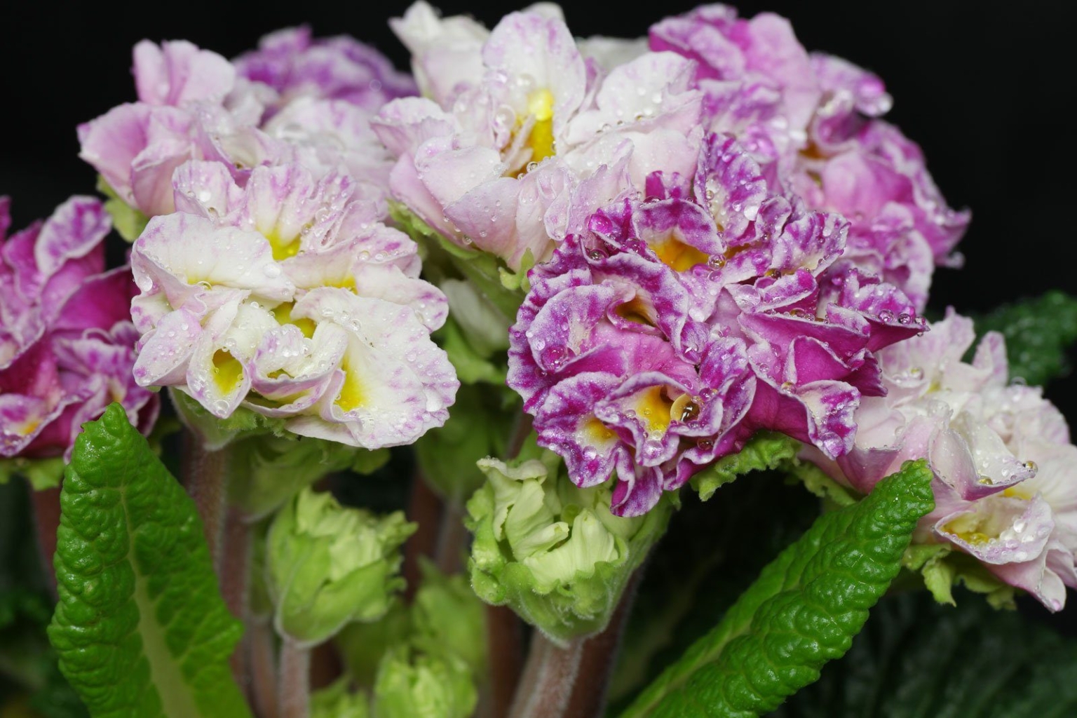 Becherprimel (Primula obconica)