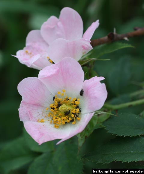 Rosa canina