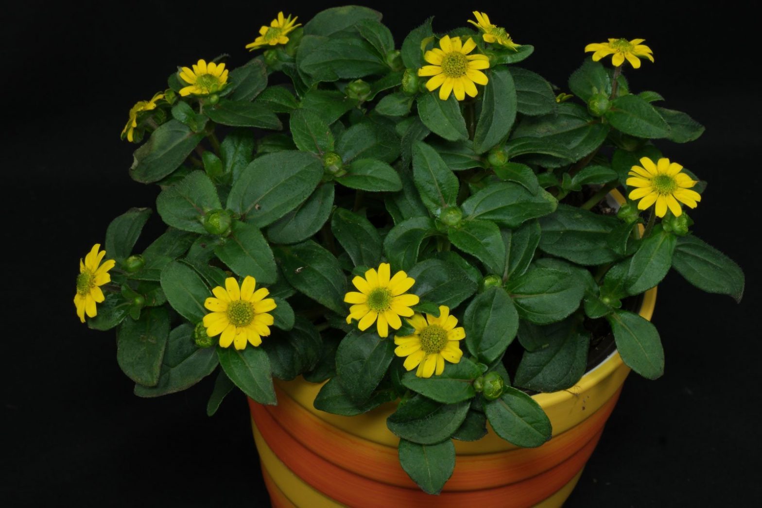 Silberblatt (Jacobaea maritima / Senecio cineraria)