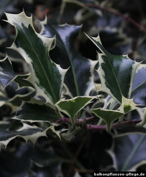 Ilex aquifolium Variegata