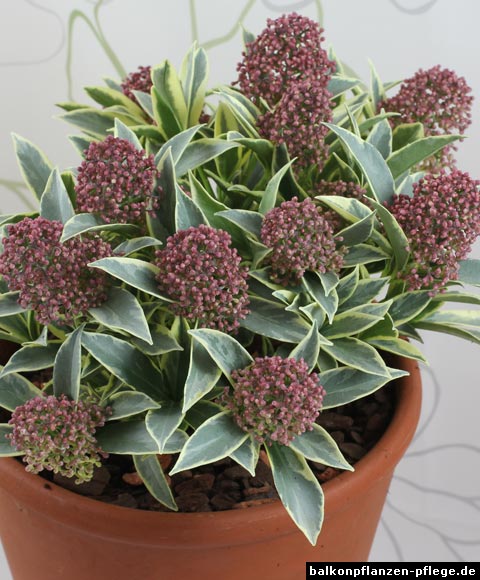 Skimmia Magic Marlot