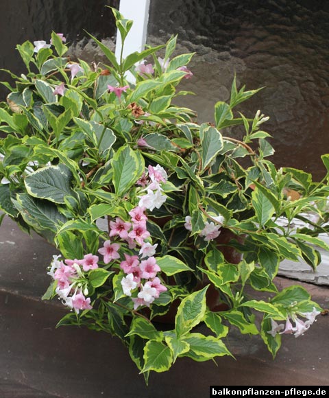 Weigela florida Weigela florida