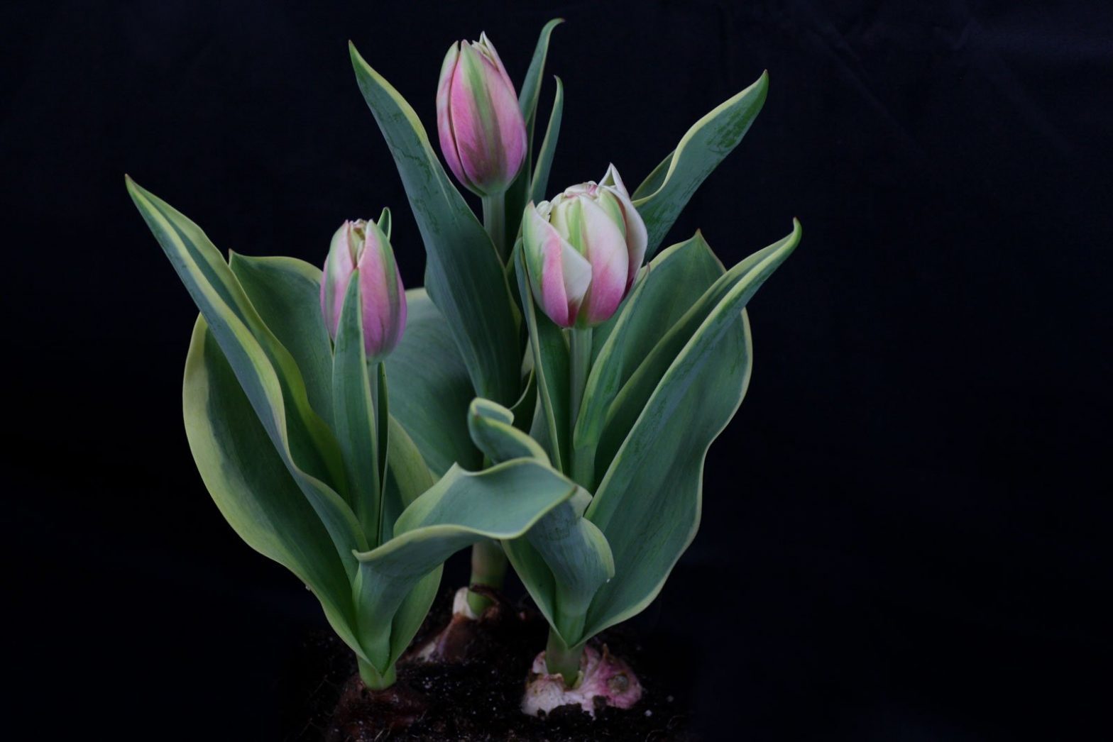 Tulpen