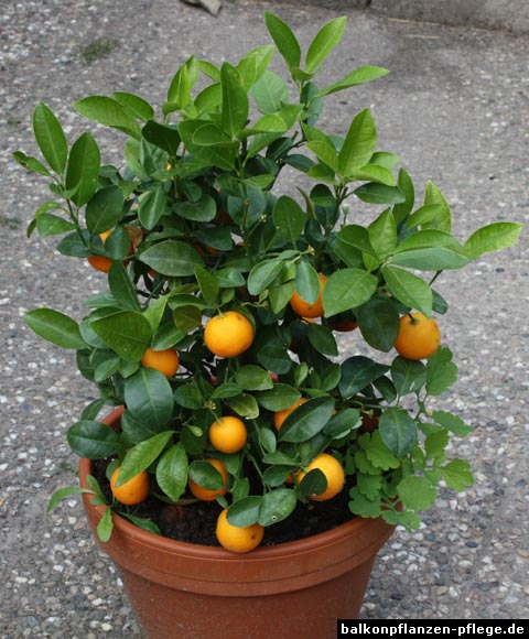 Calamondin Calamondin