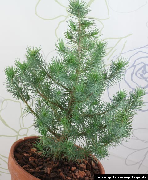 Pinus pinea