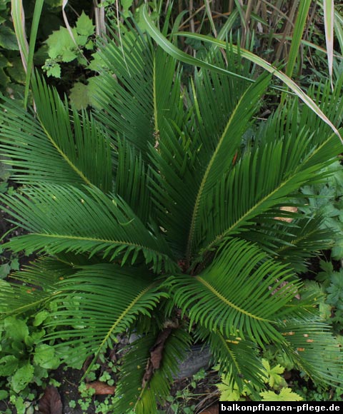 Cycas revoluta
