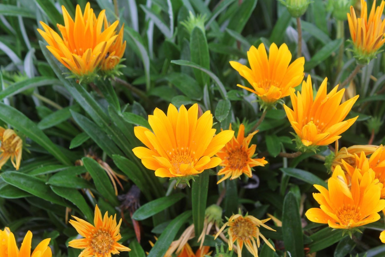 Stacheldrahtpflanze (Calocephalus / Leucophyta brownii)