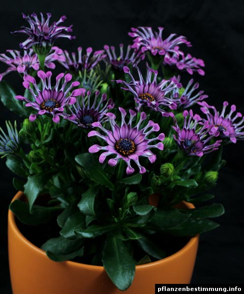 Osteospermum Sonja