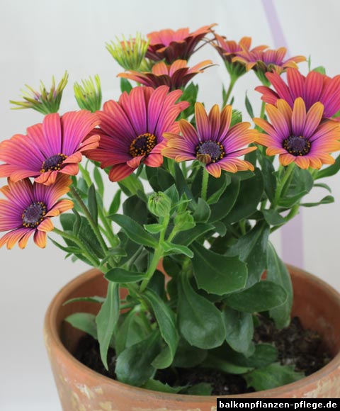 Osteospermum