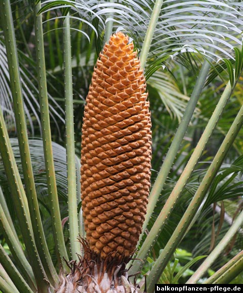 Palmfarn Blüten