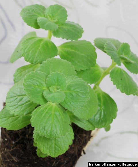 Plectranthus caninus