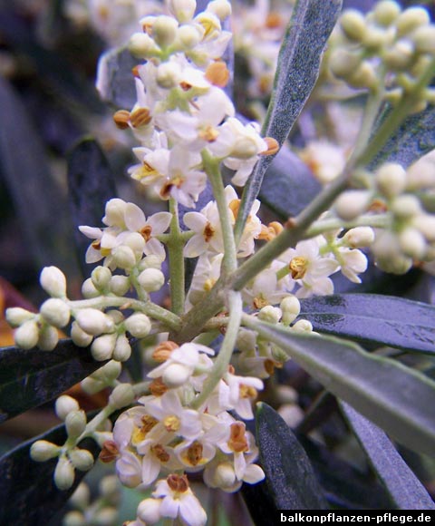 Olivenbaum Blüten