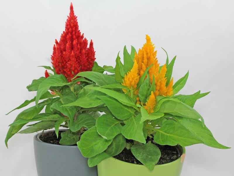 Celosia argentea