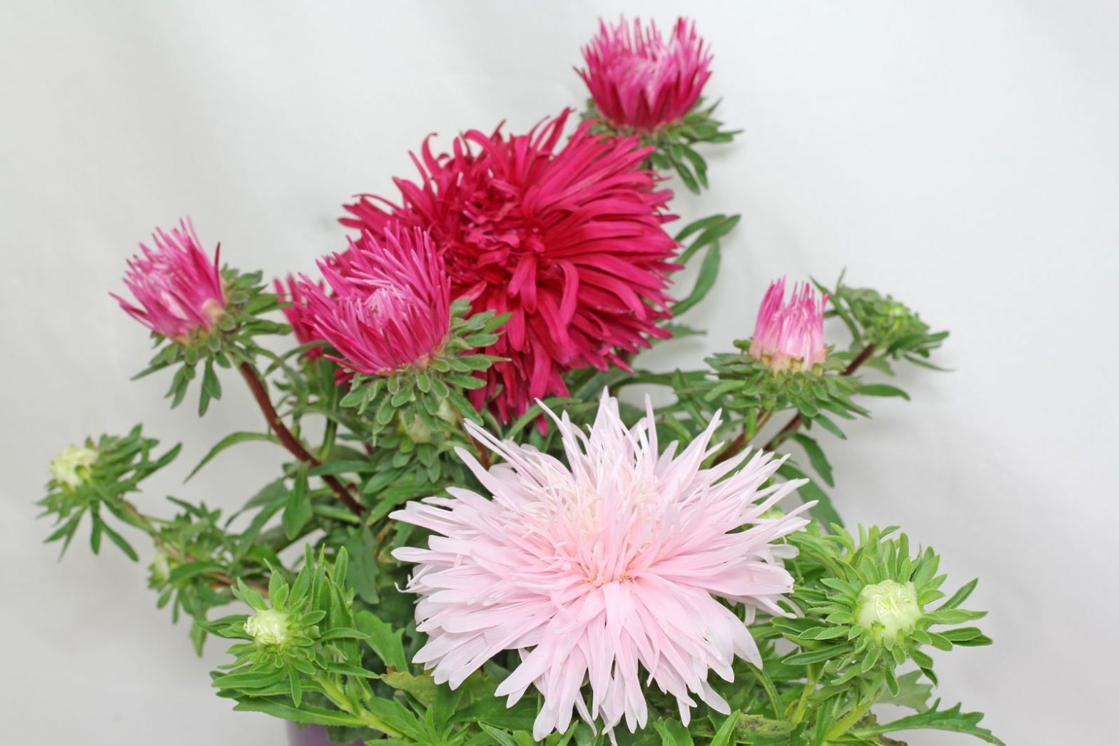 Strauchmargerite (Argyranthemum frutescens)