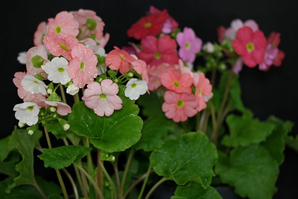 Becherprimel (Primula obconica)