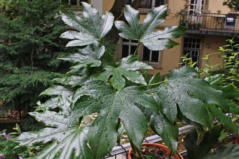 Fatsia Japonica Pflege