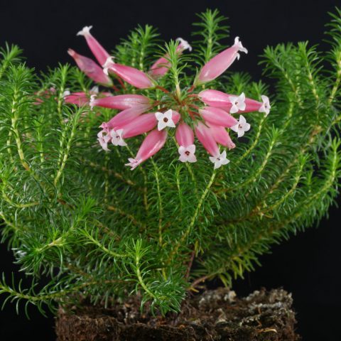Erica ventricosa
