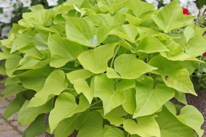 Süßkartoffel (Ipomoea batatas)