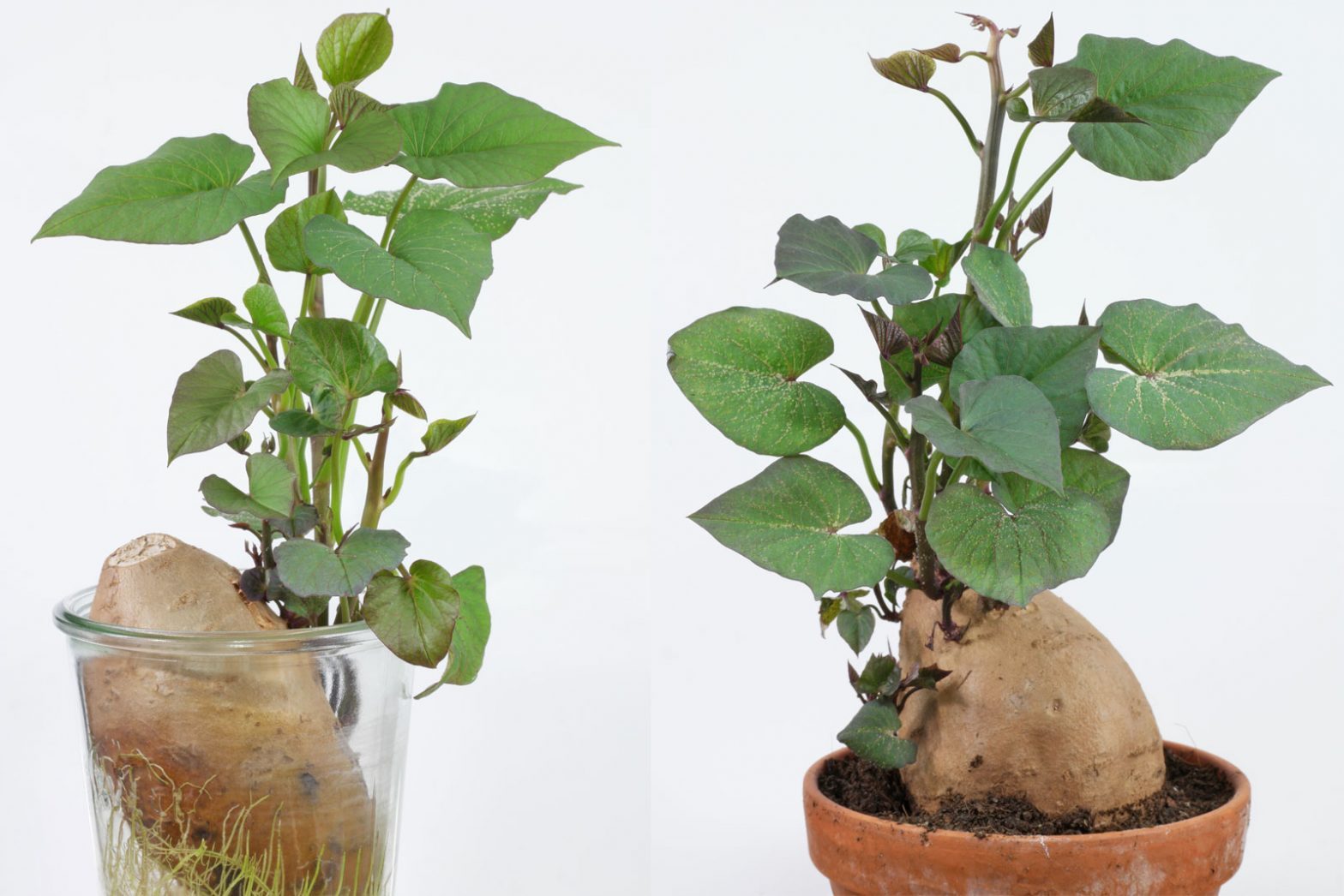 Süßkartoffel (Ipomoea batatas)