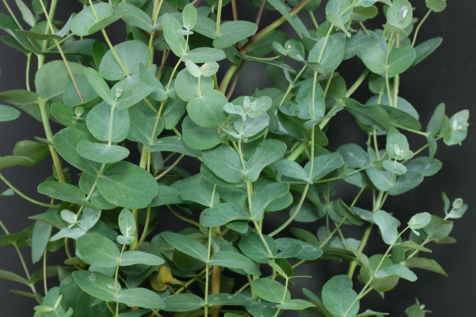 Eukalyptus (Eucalyptus gunnii)