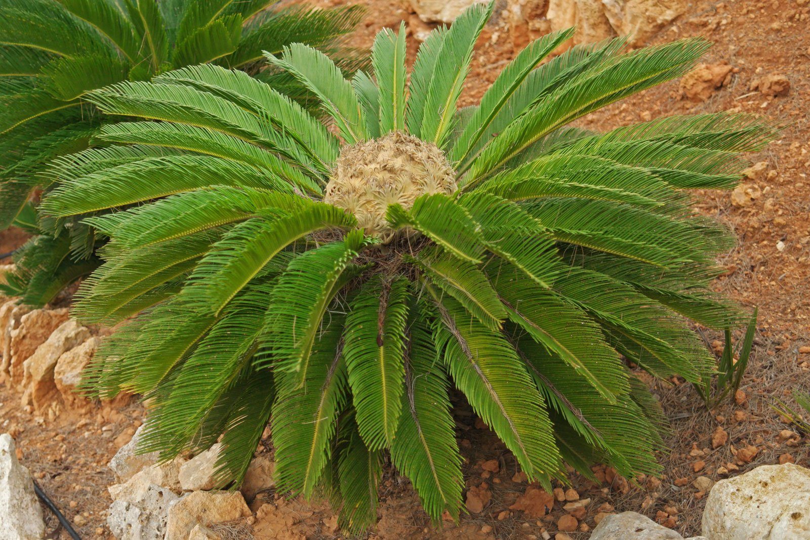 Palmfarn Blütenstand