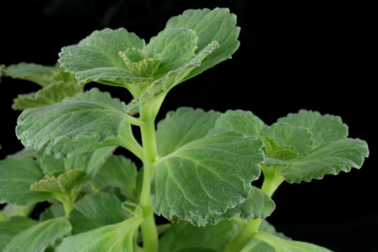 VerpissdichPflanze (Plectranthus caninus, Coleus canina)