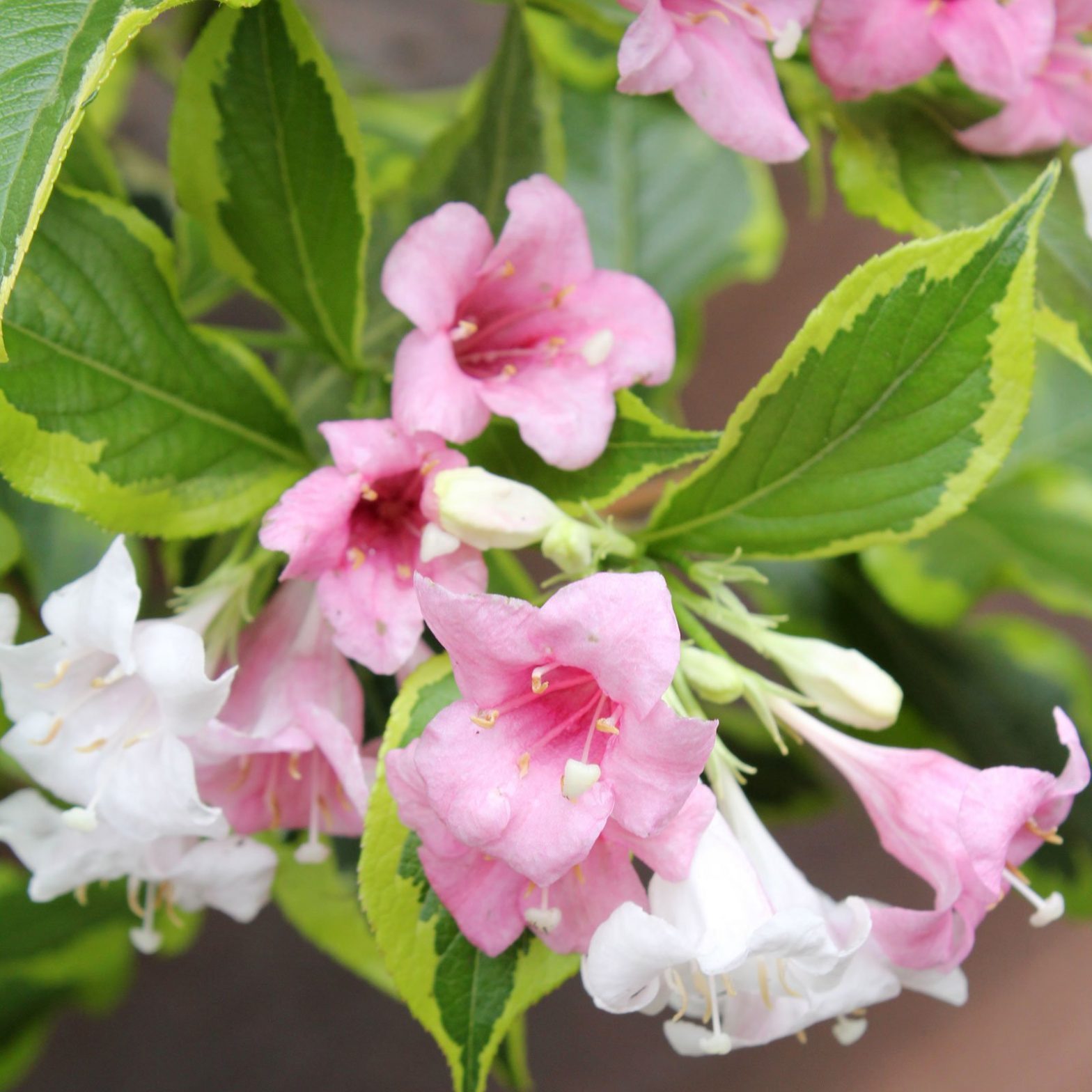Weigelie (Weigela florida)