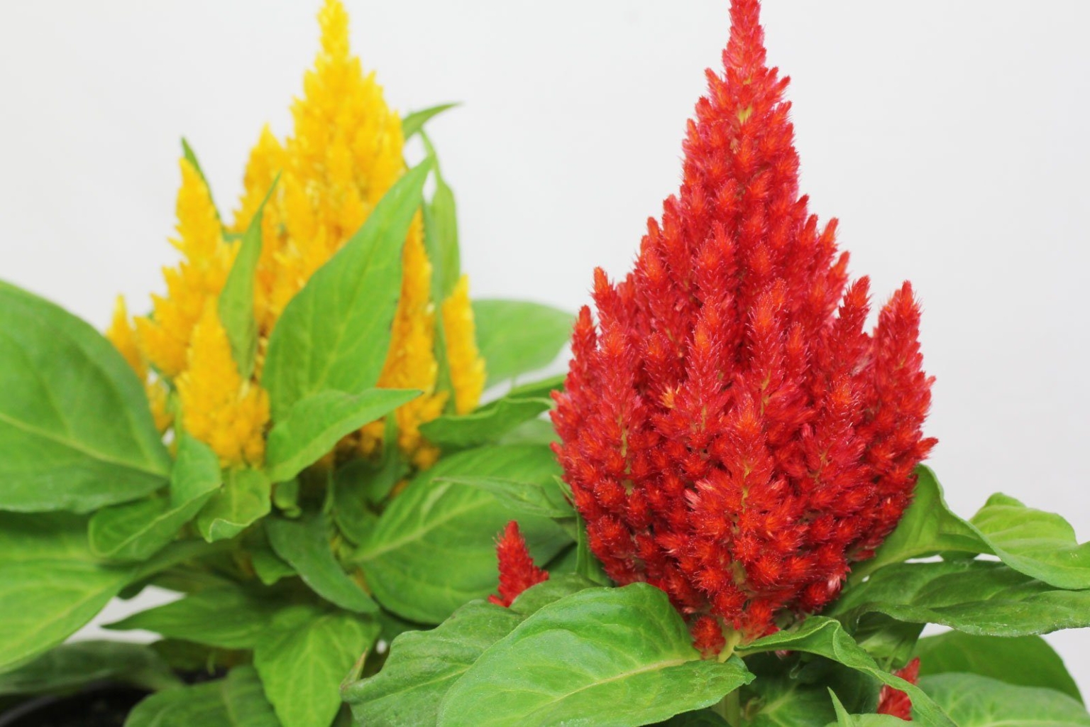 Hahnenkamm, Celosie, SilberBrandschopf (Celosia argentea)