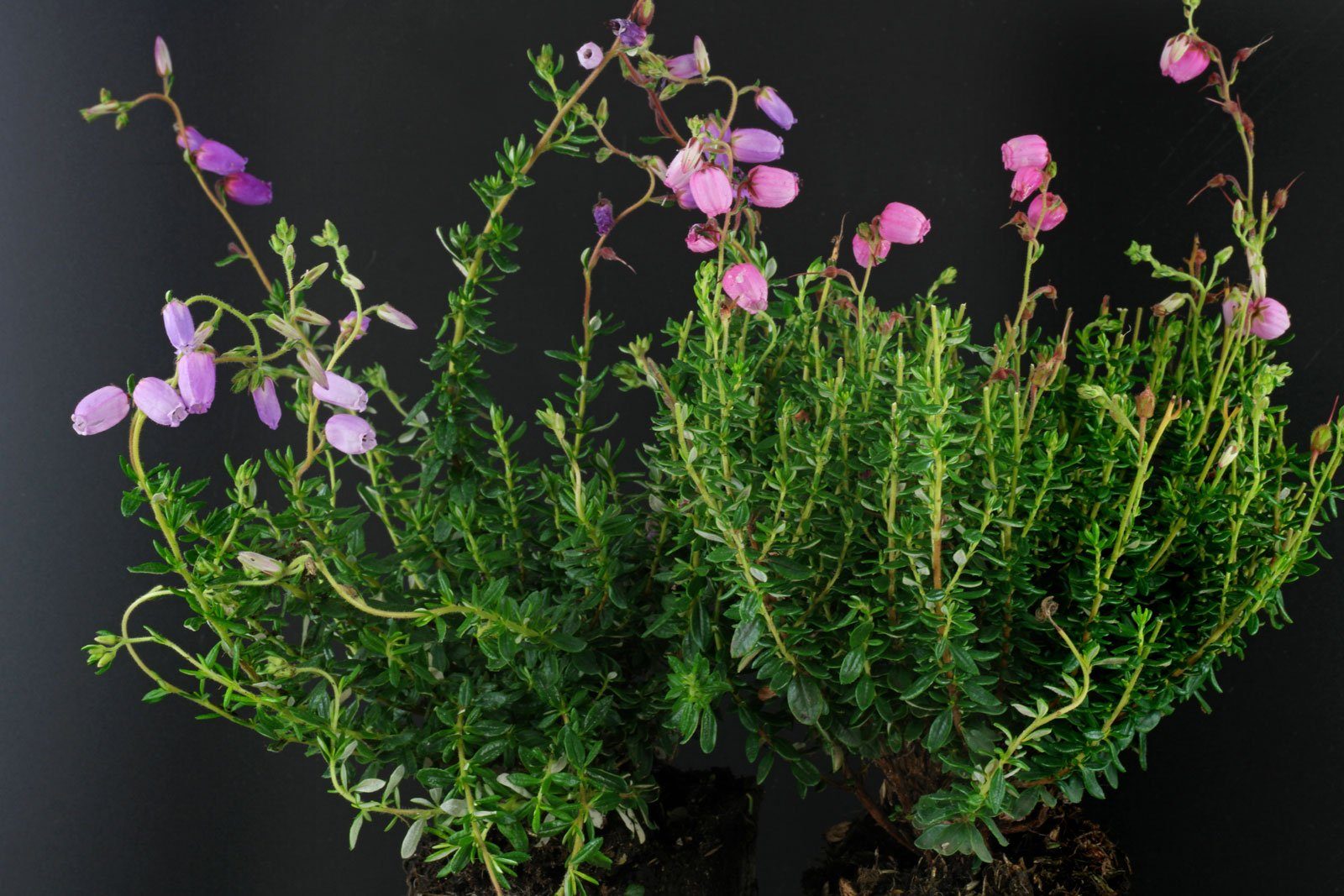 immergrün lila blühend kleiner Strauch 11 cm Topf Daboecia cantabrica irische Glocken-Heide winterhart 