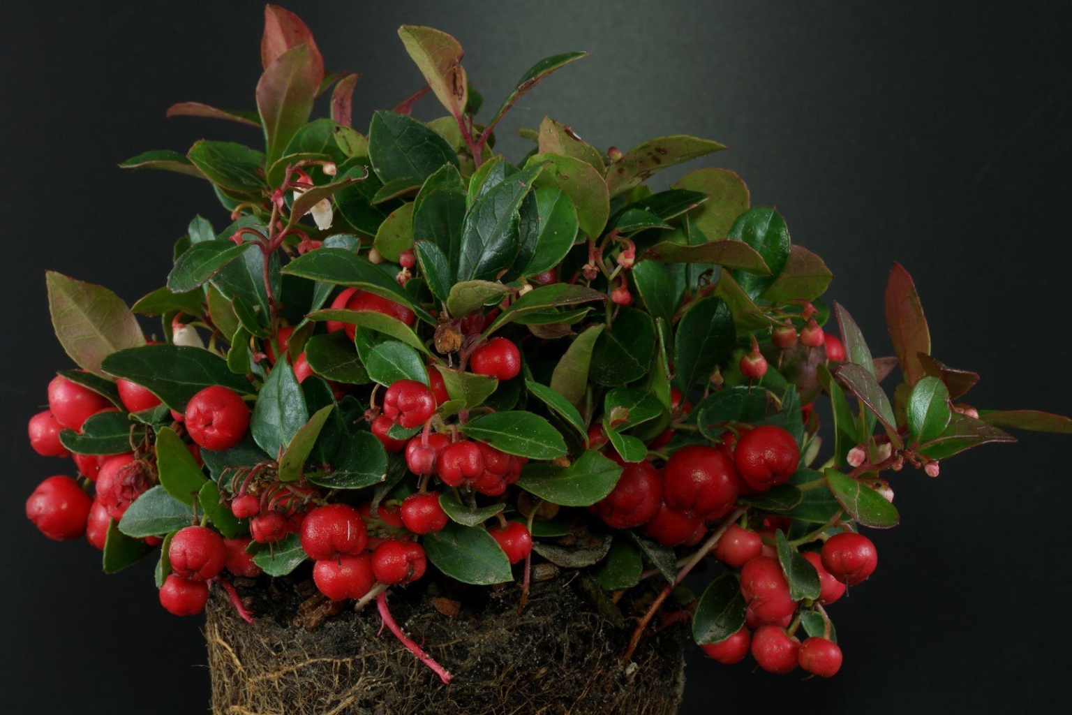 Scheinbeere (Gaultheria procumbens)