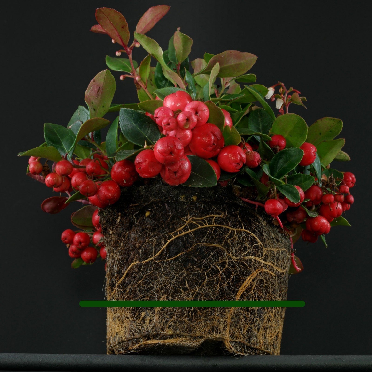 Wango Scheinbeere - Winterharte Zimmerpflanze Mit Dekorativen Beeren