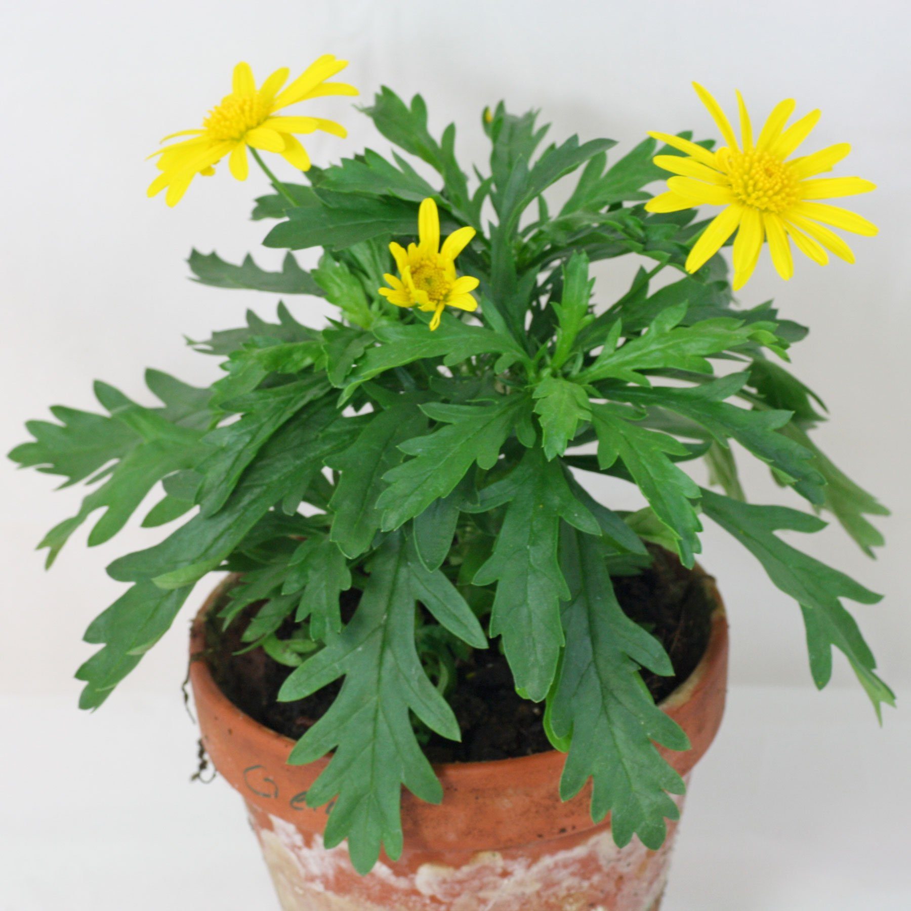 Euryops chrysanthemoides