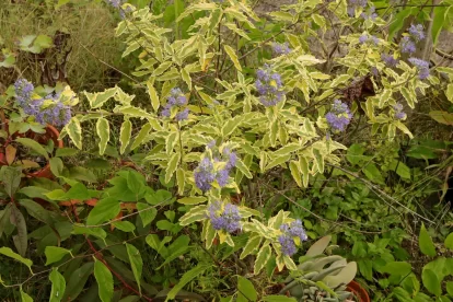 Caryopteris × clandonensis Summer Sorbet