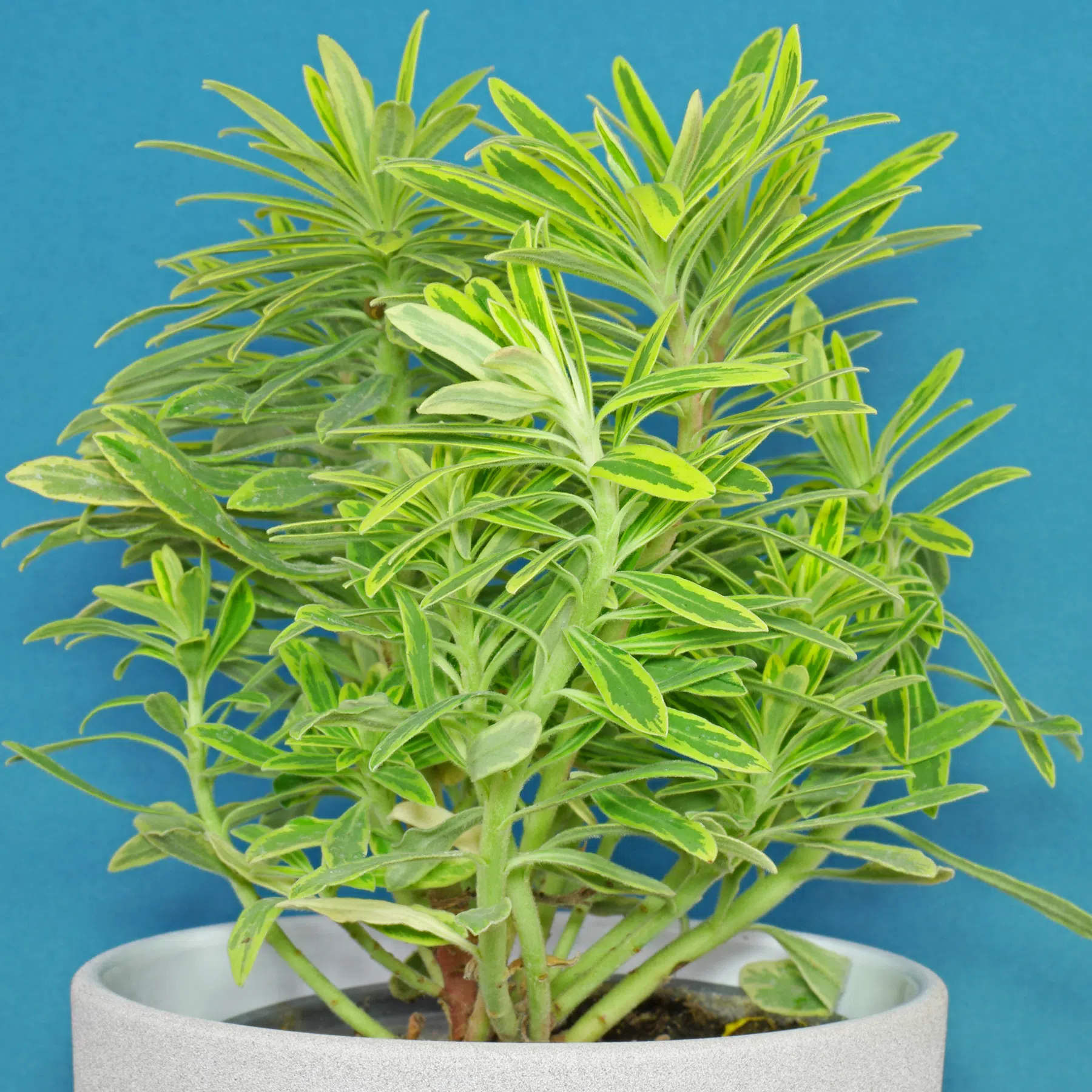 Euphorbia ×martini Ascot Rainbow