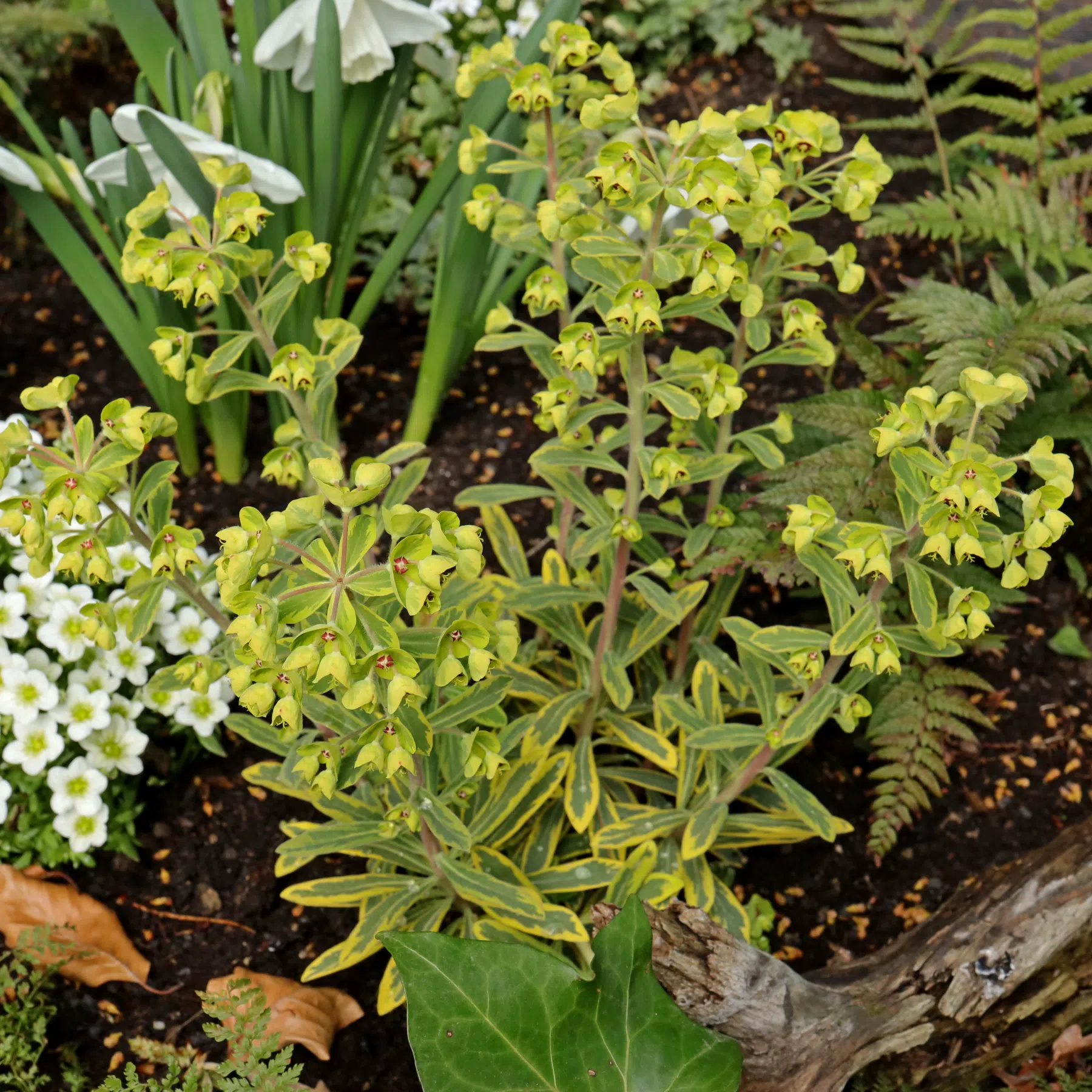 Euphorbia ×martini