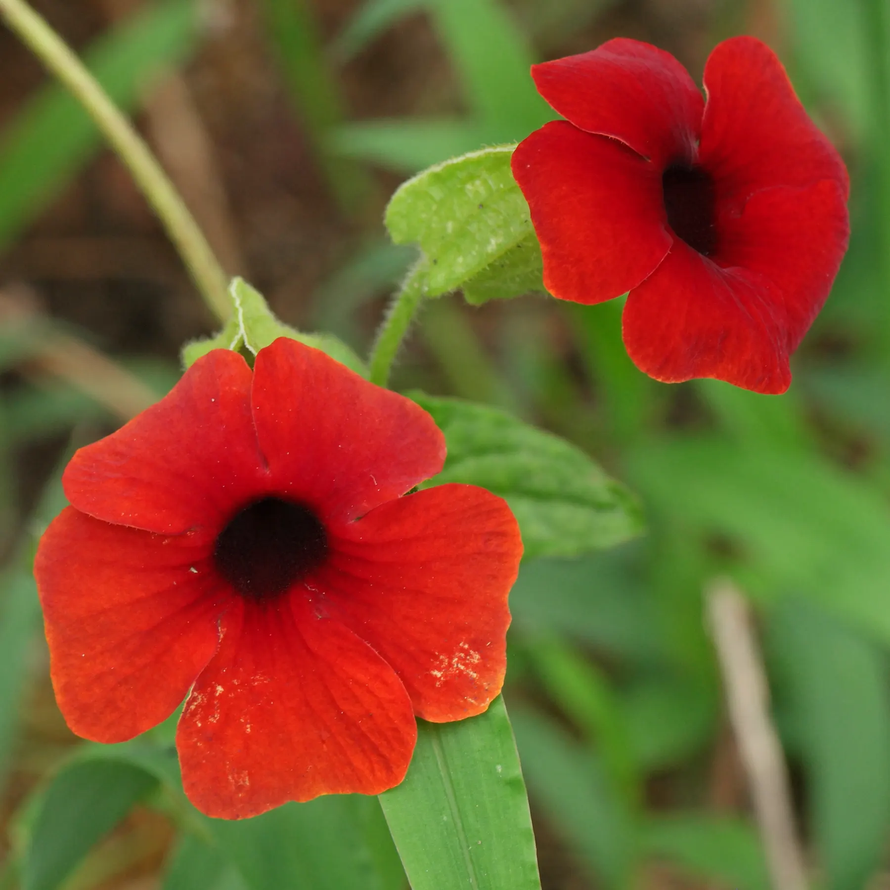 Thunbergia alata rote Blüten